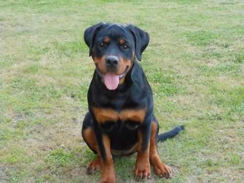 rottiegal13's profile picture. Me N my Rottweilers are CONSERVATIVES we love the USA and R FREEDOM! SAVE AMERICA