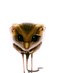 Geryboa (@chapitomen) Twitter profile photo Geryboa (@chapitomen) Twitter profile photo