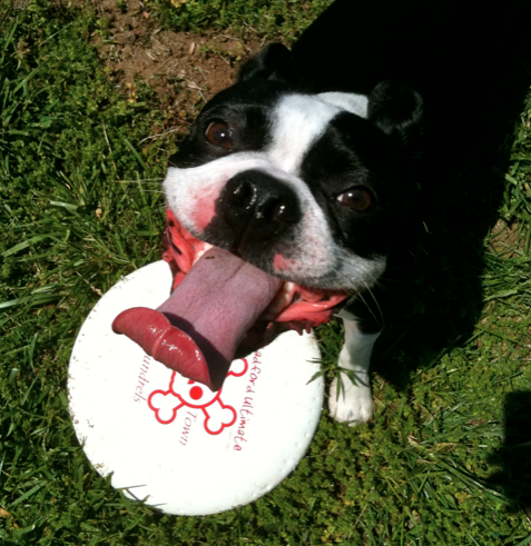 dingleingus's profile picture. Hi!