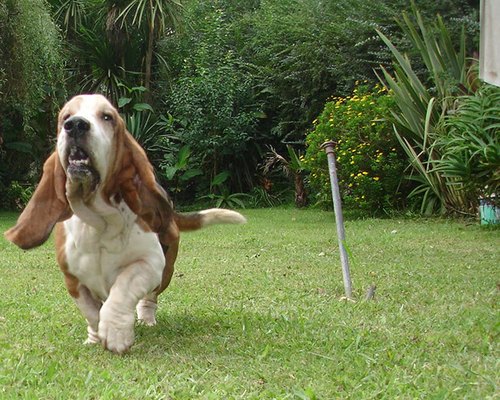 BassetHoundUK's profile picture. 