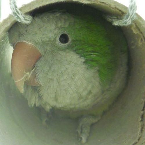 自転車乗ってます
セキセイインコとオキナインコ飼ってます
酒大好き