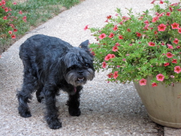 jean2poodles's profile picture. 