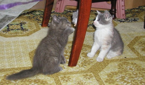 siranneko's profile picture. 世の中は明るくなった。電気に照らされ、神と妖が消えていった。そして人の心も…。　僕はこの通りどっからどーみてもネコなのに、なぜ誰も認めてくれないんだ！ｗ　…猫でもリフォローはしている。何せ休みながらだから時間かかる時もあるけど、猫だから気にしない！オイｗ