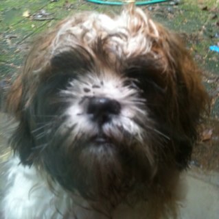 omnomnomtruckie's profile picture. 