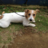 camburi77's profile image