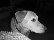 rdekett's profile picture. Editor of Greater Greer News, Pickens County News, Tribune-Times in Upstate SC.