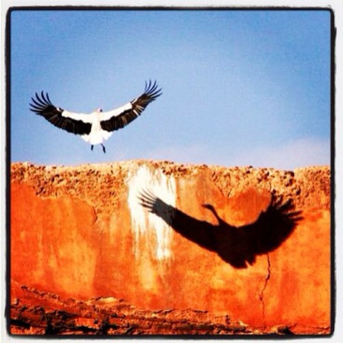 Monkey_Doctor's profile picture. Eat anything that stands in the way of freedom of expression.