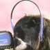 NDCS Audiology Adviser (@kidsaudiologist) Twitter profile photo NDCS Audiology Adviser (@kidsaudiologist) Twitter profile photo