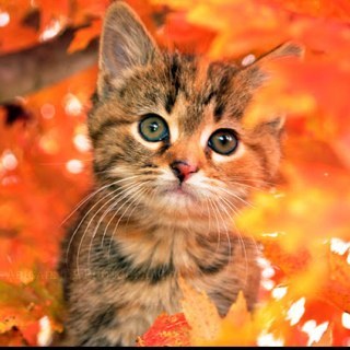 Of_thunderclan's profile picture. Hi! Im Autumnkit! one day im gonna be the greatest warrior my clan has ever seen! not yet though, Im just a kit!