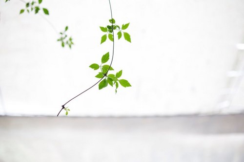 tsuruntach's profile picture. 