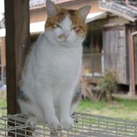 バトルマガジン (@b_maga_larat) 's Twitter Profile