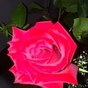 carol cole - @cole_carol - Twitter