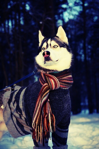 Yolchin's profile picture. 