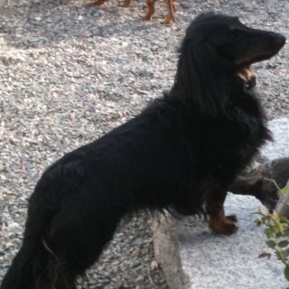 BigGirlWilson's profile picture. 