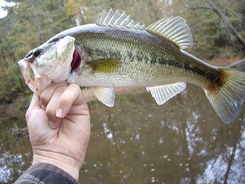 we are a fishing team of 9 in the state of florida we fish all over the state and home lake is ocean pond in olustee