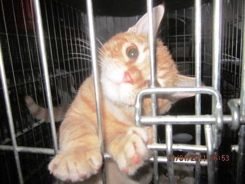Spayitforward's profile picture. Provide no-cost spay/neuter/vaccinations, and micro-chipping for strays, ferals, and pets in need.