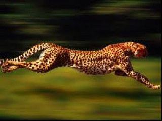 VinceChampion's profile picture. 