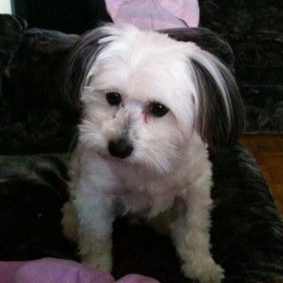 maureen4girls's profile picture. working mom with4 beautiful talented daughters and 2 great dogs