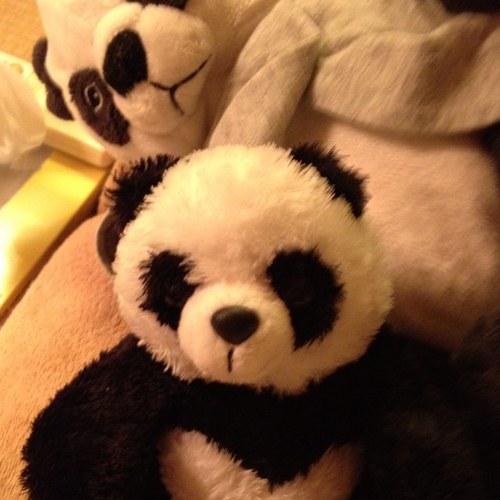 niui1108's profile picture. 