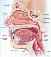 MEDICO CIRUJANO  OTORRINOLARINGOLOGO, CIRUJANO FACIAL ESTETICO FUNCIONAL, PROCEDIMIENTOS ANTIENVEJECIMIENTO (BOTOX, ACIDO HIALURONICO Y PEELINGS