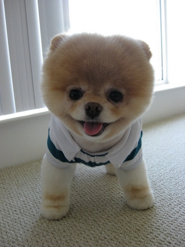 i love cute dogs,,, very much hope you follow me if you want cute dogs just follow me.. okay?