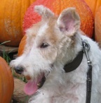 mrdoodlesdog's profile picture. Sammy, Chase & Oliver—three missed Wire Fox Terriers. Federal One. Bloomsbury Group. Halloween. Books. Art. India Ink is here. Woof!