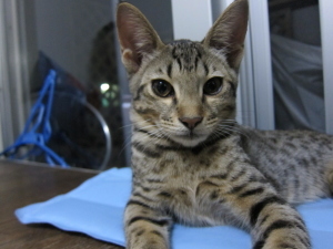 kentayaguchi's profile picture. 『新たなる挑戦と継続の人生』トレーダー(見習) ,夏場は冬に向けての体力維持するスキーヤー,