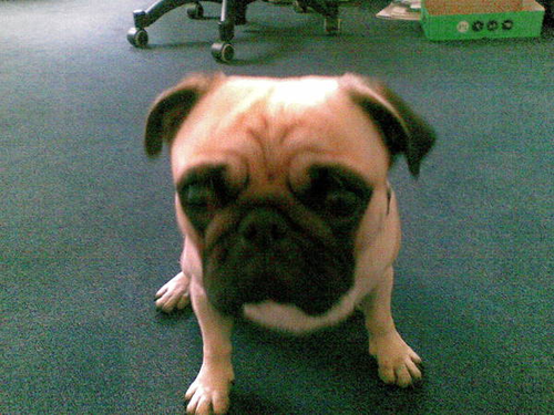 wachhund's profile picture. Firmenhund 2.0 a.D.