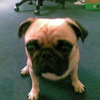 Paul (@wachhund) Twitter profile photo