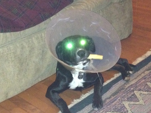 rleebenn's profile picture. Father to weird children.