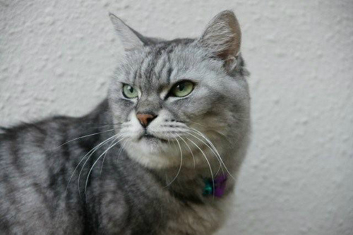 cecilia48785's profile picture. イタリア好き猫好きダンス好き