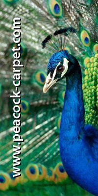 Peacockbahrain's profile picture. We are one of the best carpet dealers in Bahrain for the last 49 years. We have a good name in the local market as well as in the American market, especially in