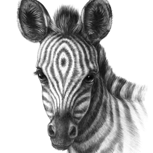 Award-winning artist and author of art-instruction books; an art educator and curriculum designer; and an internationally acclaimed forensic artist (retired)
