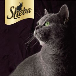 Sheba France Shebafrance Twitter Sheba France Shebafrance Twitter