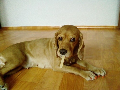 chjs10103's profile picture. 동물사랑