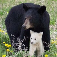 Aboriginal Teachings (@aboriginalteach) 's Twitter Profile