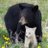 aboriginalteach's profile image