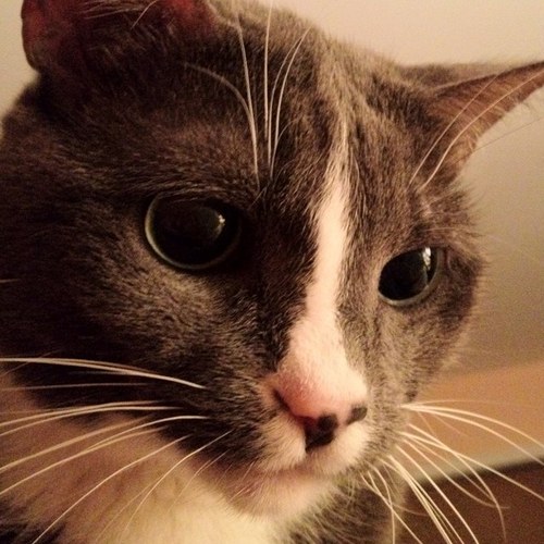 KittySnoring's profile picture. I'm a cat who has the most adorable snore.