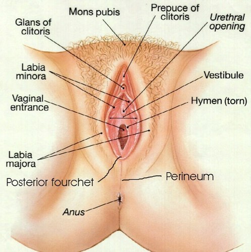 Clitoris close up lick