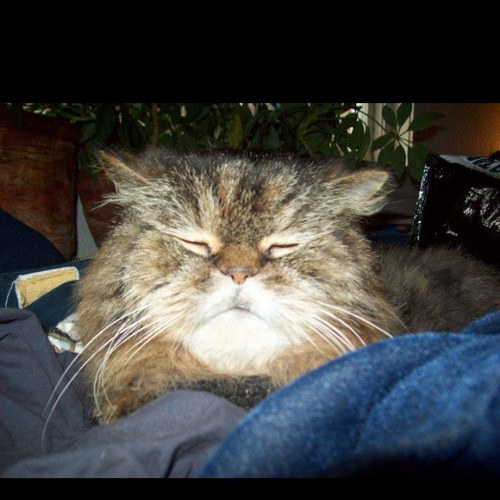 lutherhedgehog's profile picture. 