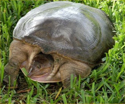 WykagylTurtle's profile picture. I'm a wise old turtle residing at the Wykagyl Country Club. Look for me in the pond on the 18th hole