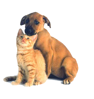 Tudo sobre saude dos caes ,co mo alimentalos,que tipo de alimento,doenças,e como prevenir ,e com adestrar seu animalzinho !!