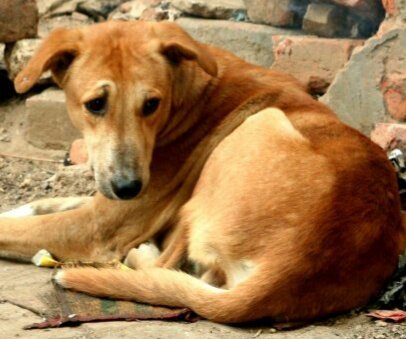 An Indian Street Dog.Gali ka kutta, na ghar ka, na ghat ka.
