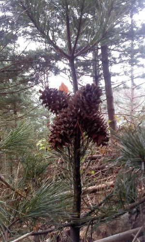 gao01011's profile picture. 홍천명품홍천잣