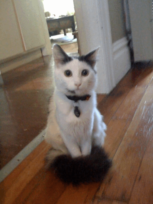 catworkout's profile picture. This fun, exciting and good for you workout brought to you by @tara, @seanbonner, @theluckycat, and guests.