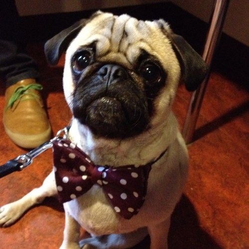 gastonwauthier's profile picture. Je suis un chien. Et je chill. Et je vis chez @jpwauthier.