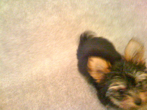 dio_tima's profile picture. 