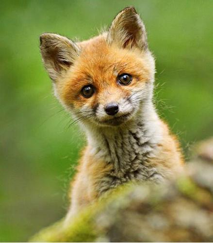 kroepecottage's profile picture. Vakantiewoning voor 2 à 4 personen.