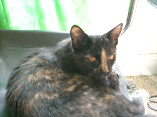 CressidaCat's profile picture. I am an awesome cat who lives with @MirandaMacabre