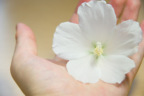 ～天然成分にこだわった理学美容院～　アトピー性皮膚炎・様々なアレルギー・敏感肌・髪や肌トラブル・抜け毛・痒みでお困りの方は　先ずは無料カウンセリングをご利用ください